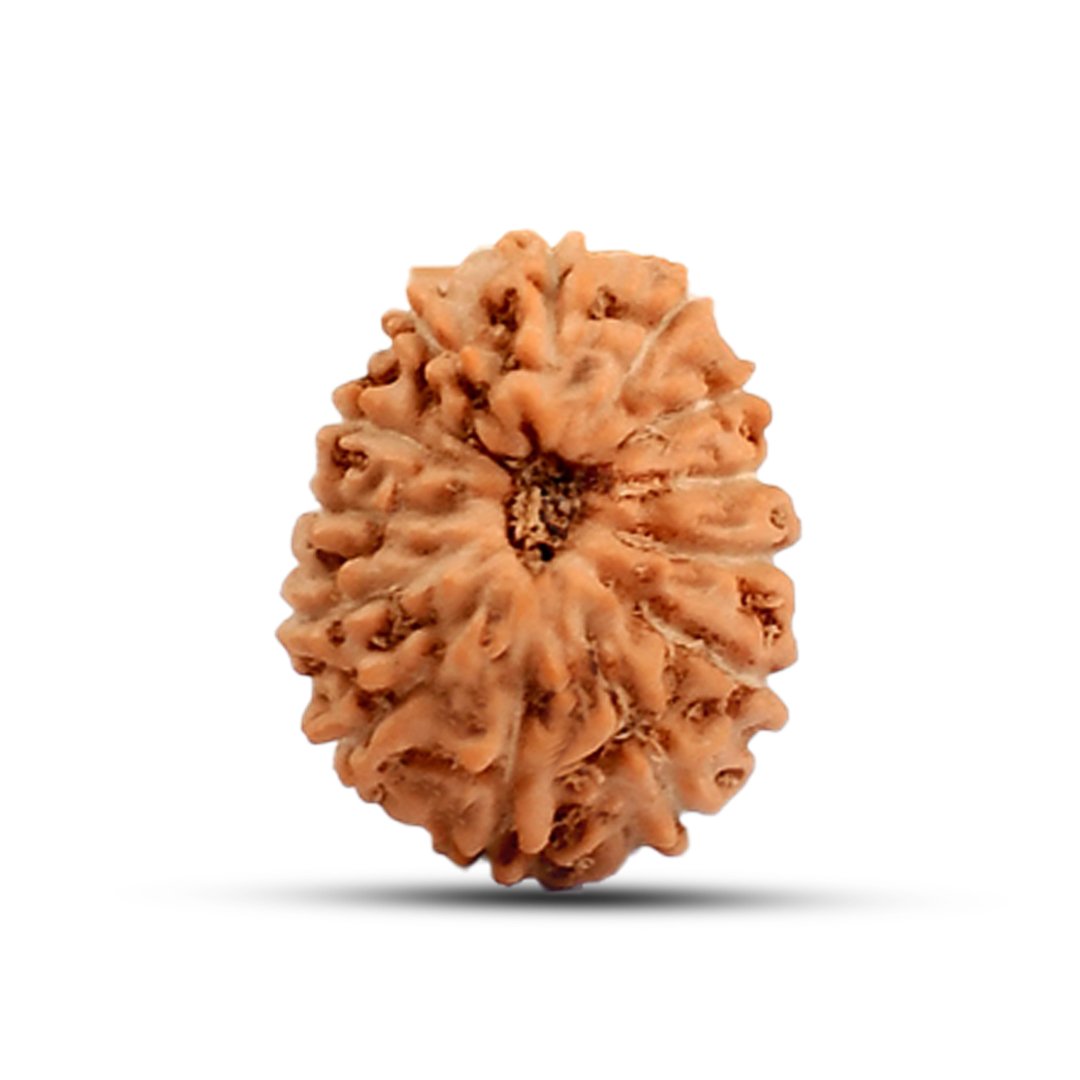 "13 Mukhi Rudraksha from Indonesia – A sacred bead representing Lord Kamadeva and Lord Indra, enhancing charm, success, and spiritual awakening."