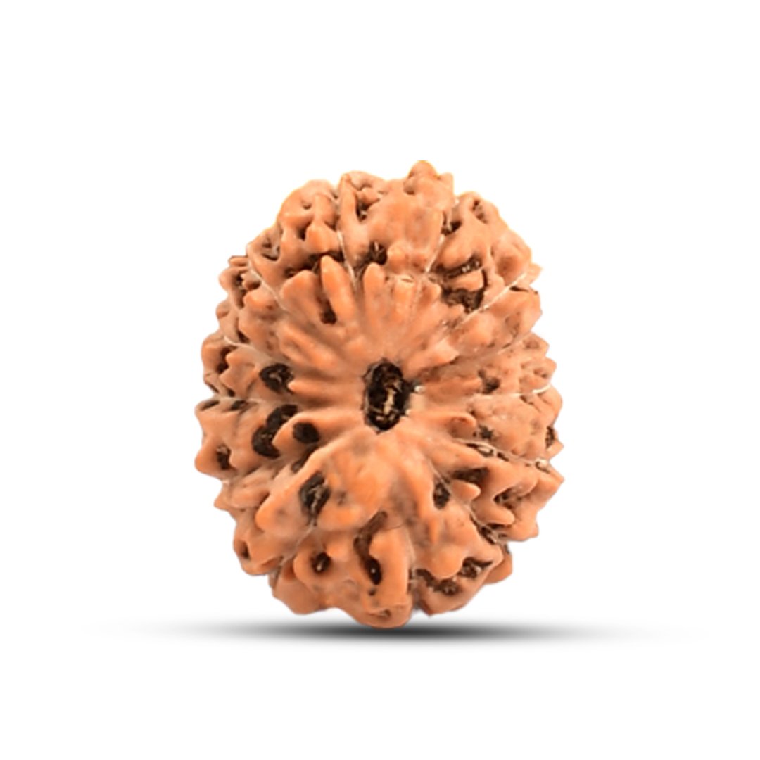 "13 Mukhi Rudraksha from Indonesia – A sacred bead representing Lord Kamadeva and Lord Indra, enhancing charm, success, and spiritual awakening."