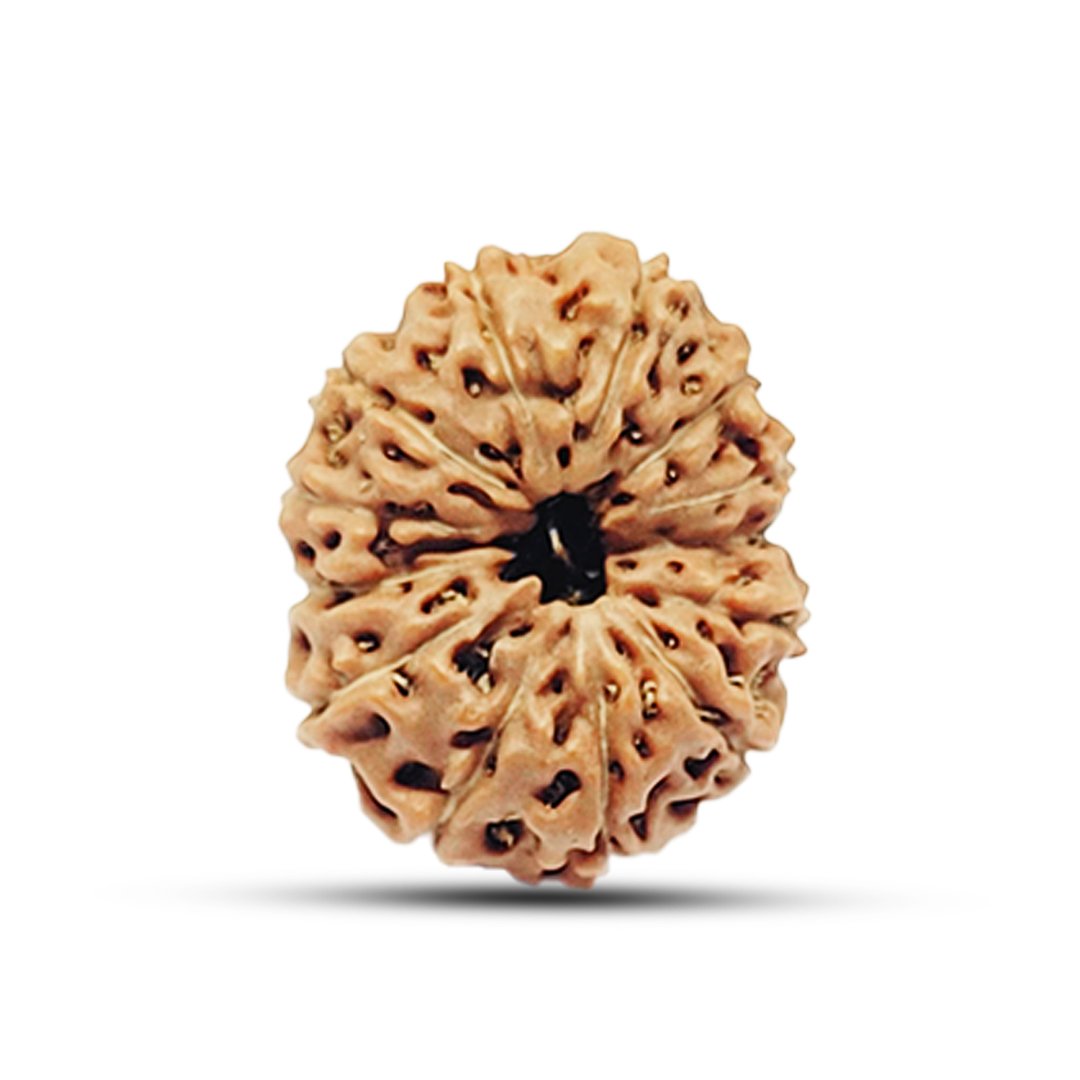 "13 Mukhi Rudraksha from Indonesia – A sacred bead representing Lord Kamadeva and Lord Indra, enhancing charm, success, and spiritual awakening."