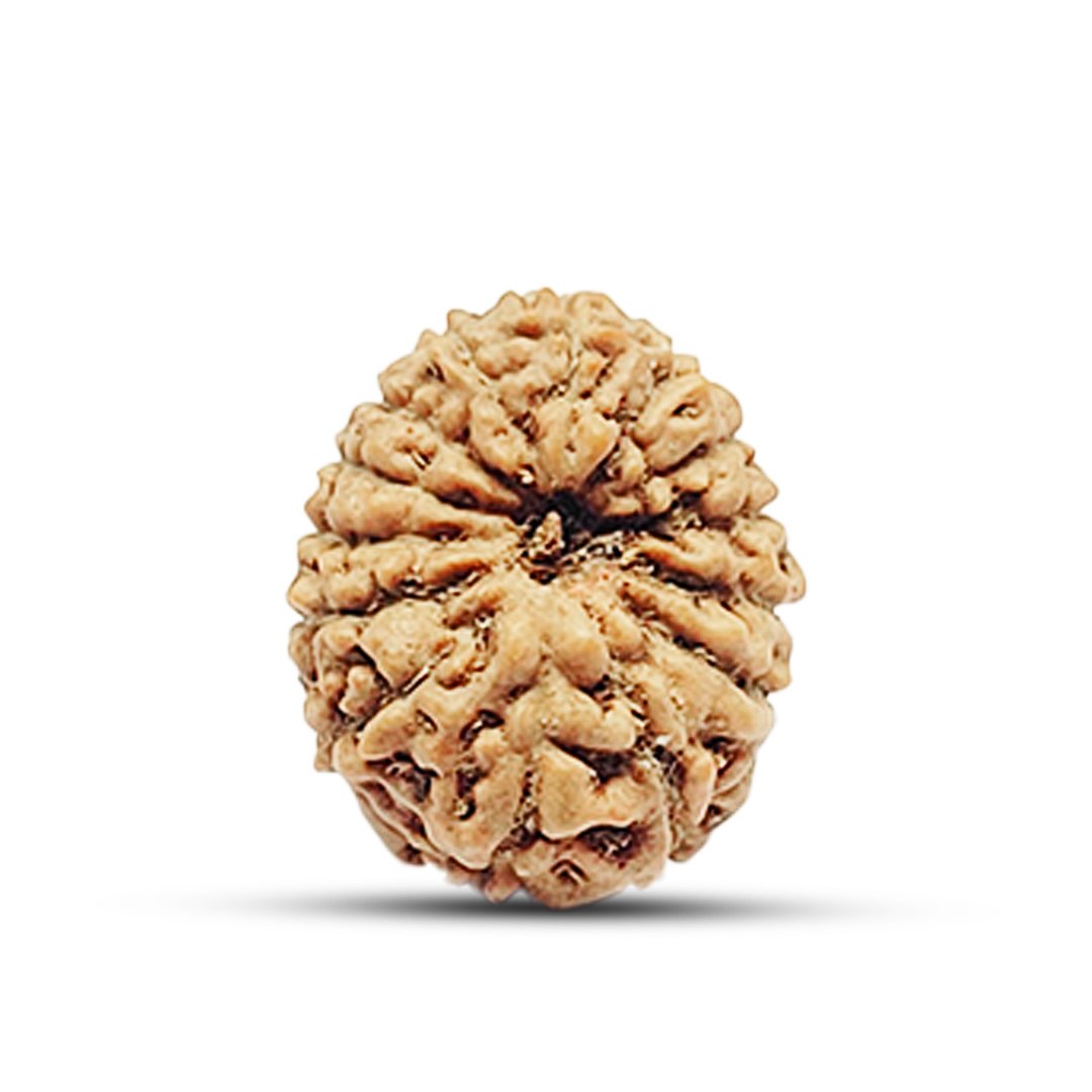 "14 Mukhi Rudraksha from Indonesia – A rare and powerful bead symbolizing Lord Shiva’s third eye and Lord Hanuman’s strength, enhancing intuition, protection, and success."