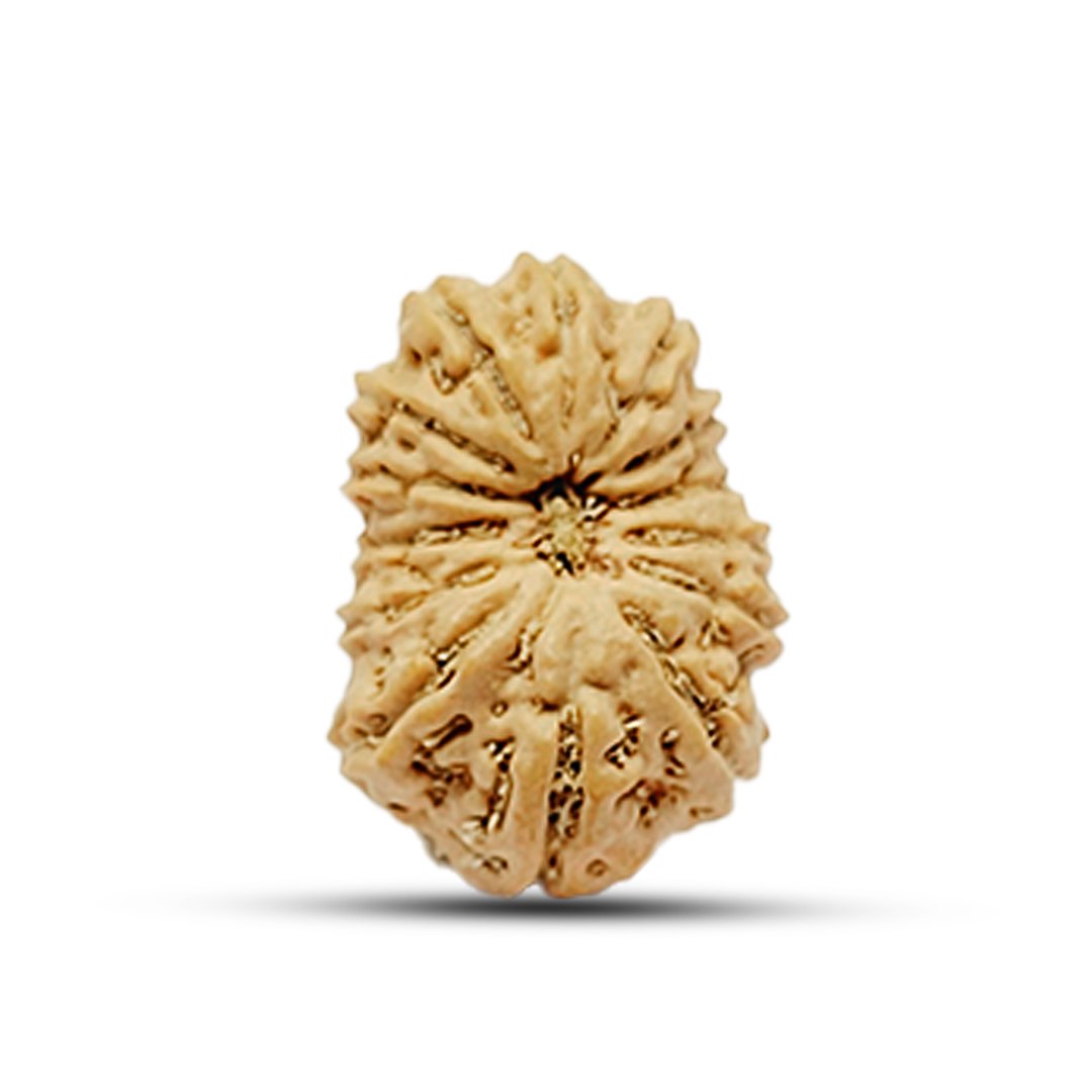 "14 Mukhi Rudraksha from Indonesia – A rare and powerful bead symbolizing Lord Shiva’s third eye and Lord Hanuman’s strength, enhancing intuition, protection, and success."