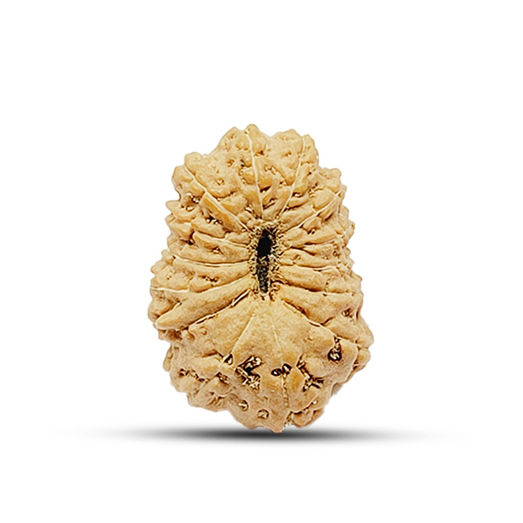 "14 Mukhi Rudraksha from Indonesia – A rare and powerful bead symbolizing Lord Shiva’s third eye and Lord Hanuman’s strength, enhancing intuition, protection, and success."