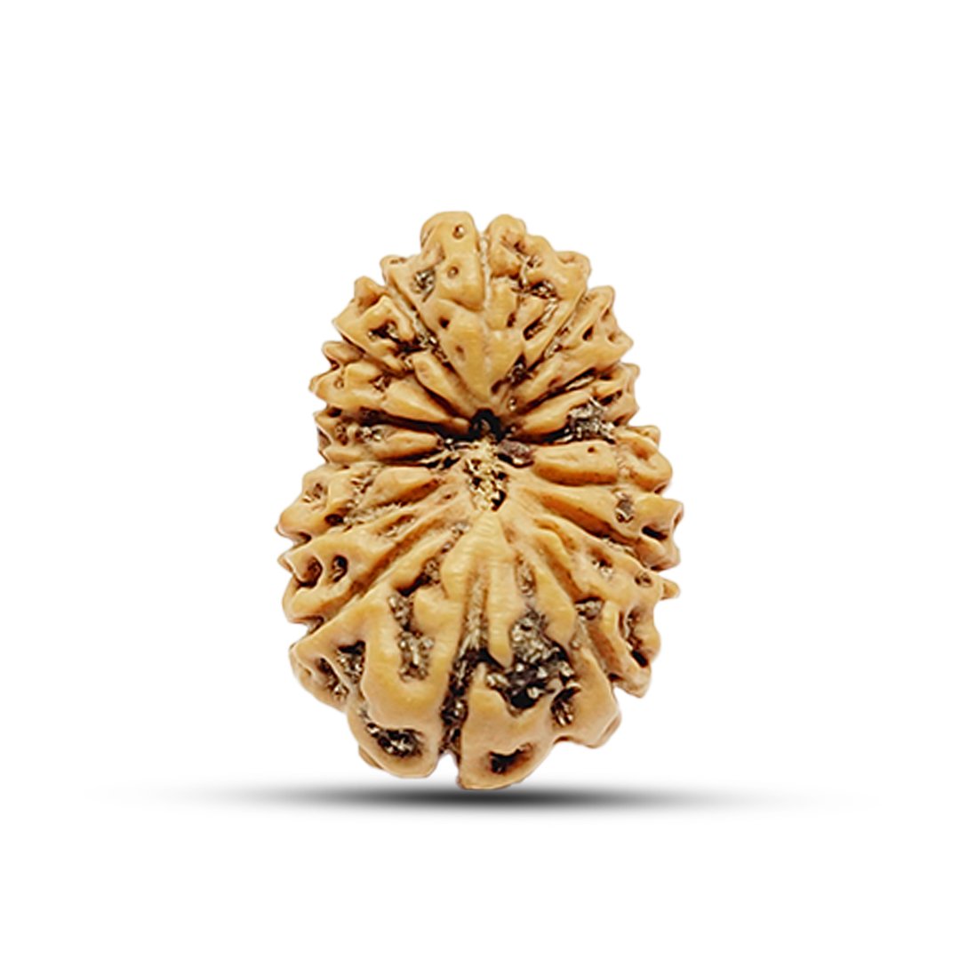 "14 Mukhi Rudraksha from Indonesia – A rare and powerful bead symbolizing Lord Shiva’s third eye and Lord Hanuman’s strength, enhancing intuition, protection, and success."