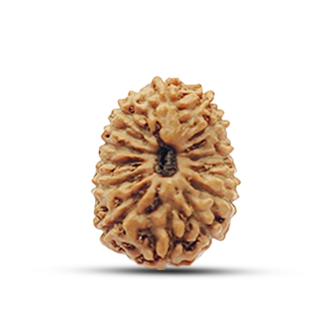 "15 Mukhi Rudraksha from Indonesia – A powerful bead representing Lord Pashupatinath, enhancing unconditional love, healing, intuition, and spiritual elevation."
