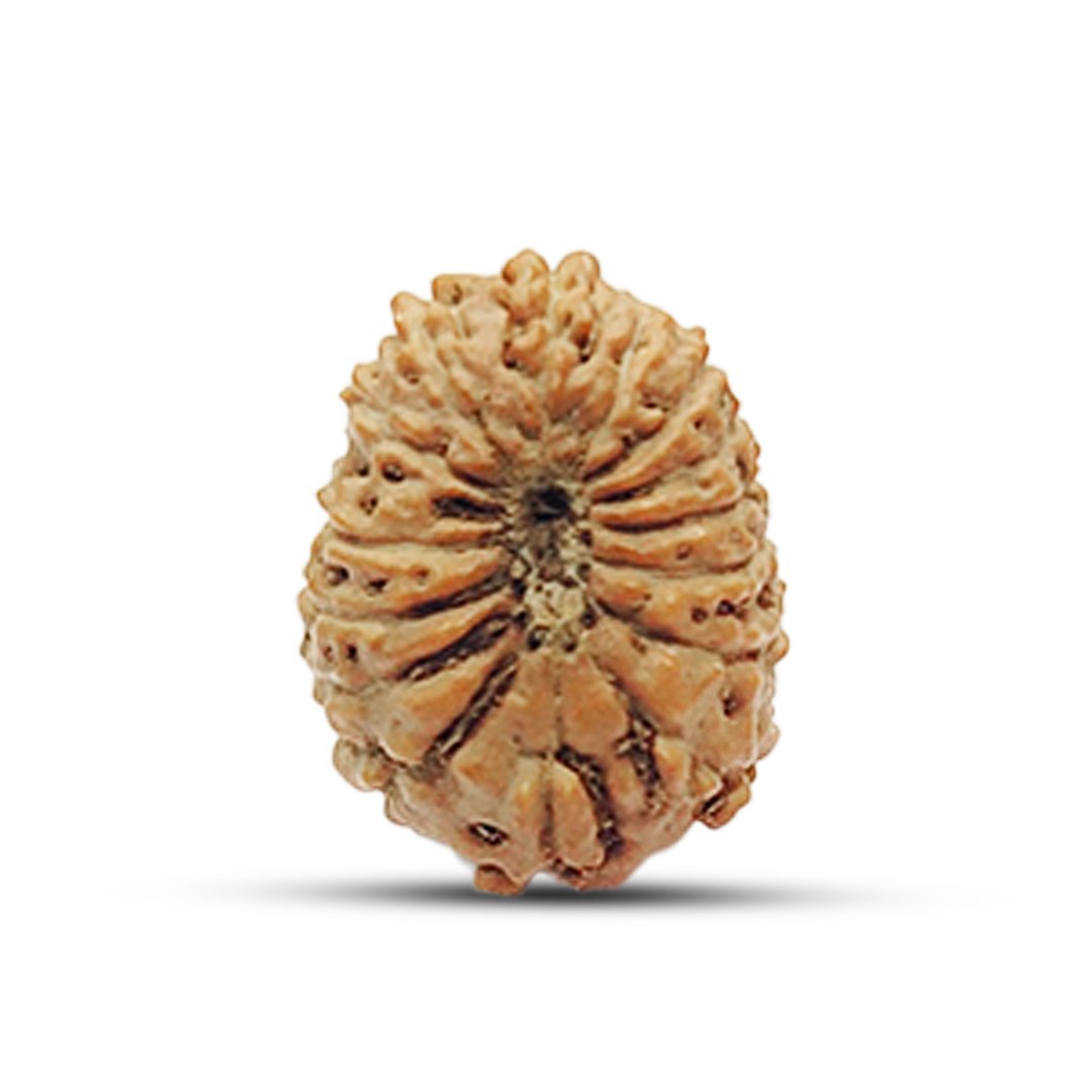 "15 Mukhi Rudraksha from Indonesia – A powerful bead representing Lord Pashupatinath, enhancing unconditional love, healing, intuition, and spiritual elevation."