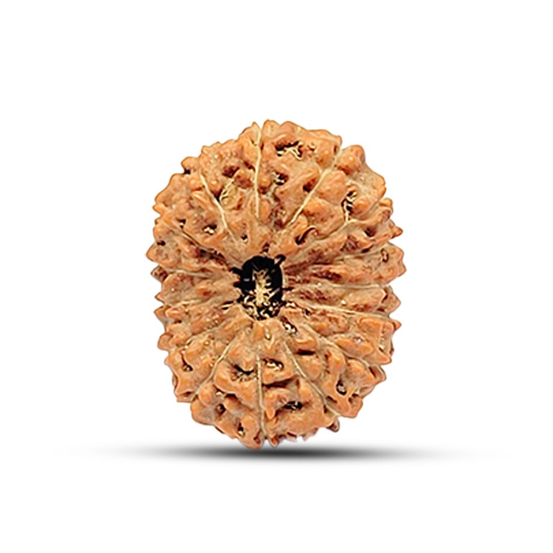 "15 Mukhi Rudraksha from Indonesia – A powerful bead representing Lord Pashupatinath, enhancing unconditional love, healing, intuition, and spiritual elevation."
