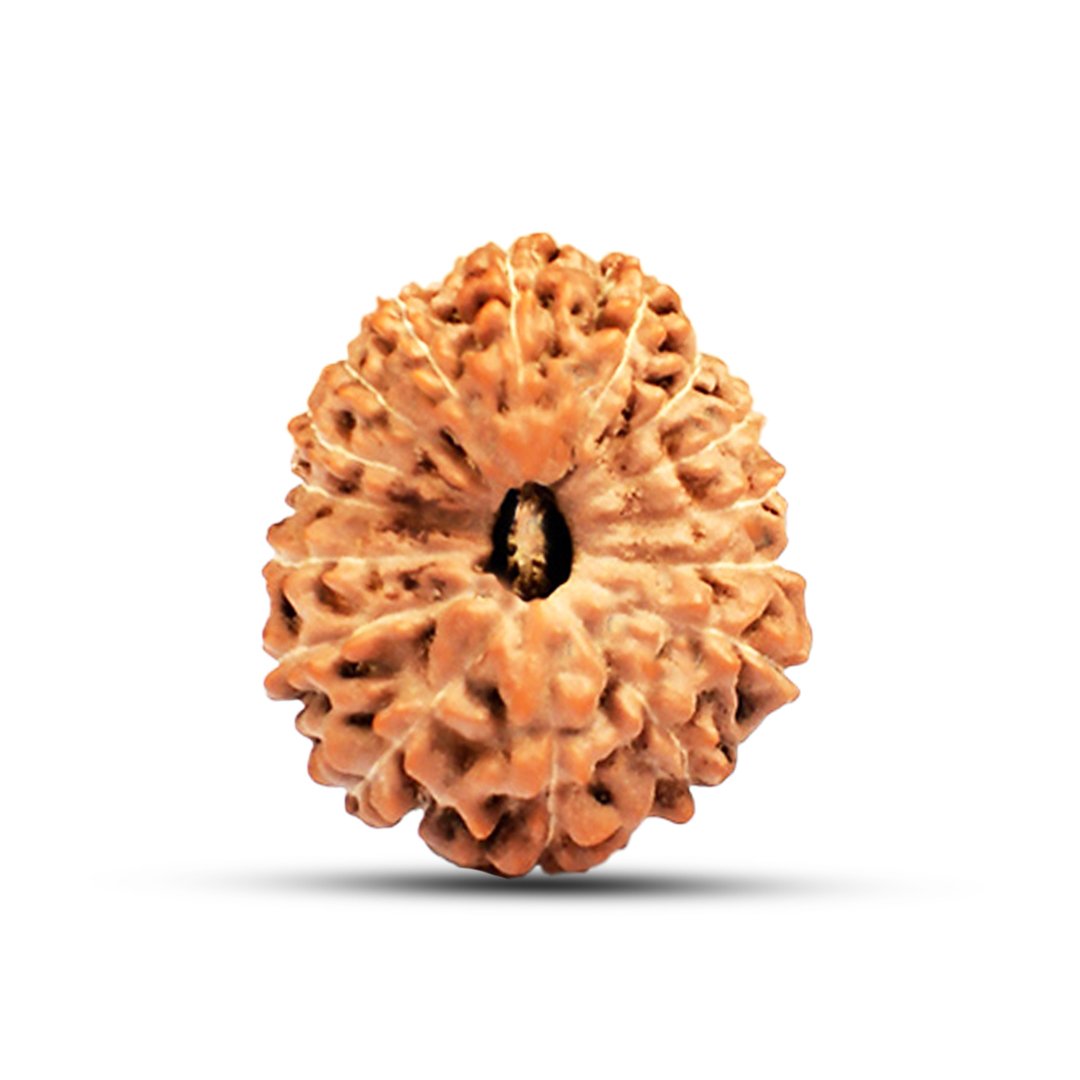 "16 Mukhi Rudraksha from Indonesia – The sacred Mahamrityunjaya bead symbolizing Lord Shiva’s divine protection, fearlessness, and victory over obstacles."