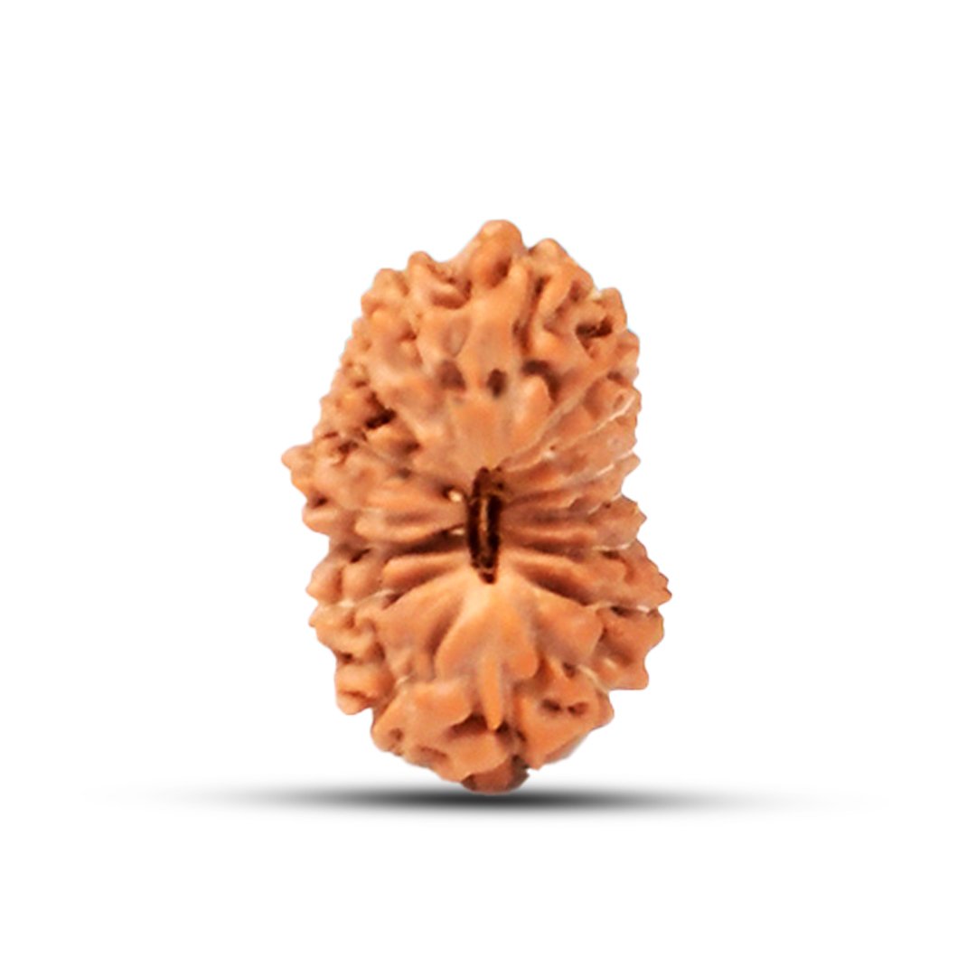 "16 Mukhi Rudraksha from Indonesia – The sacred Mahamrityunjaya bead symbolizing Lord Shiva’s divine protection, fearlessness, and victory over obstacles."