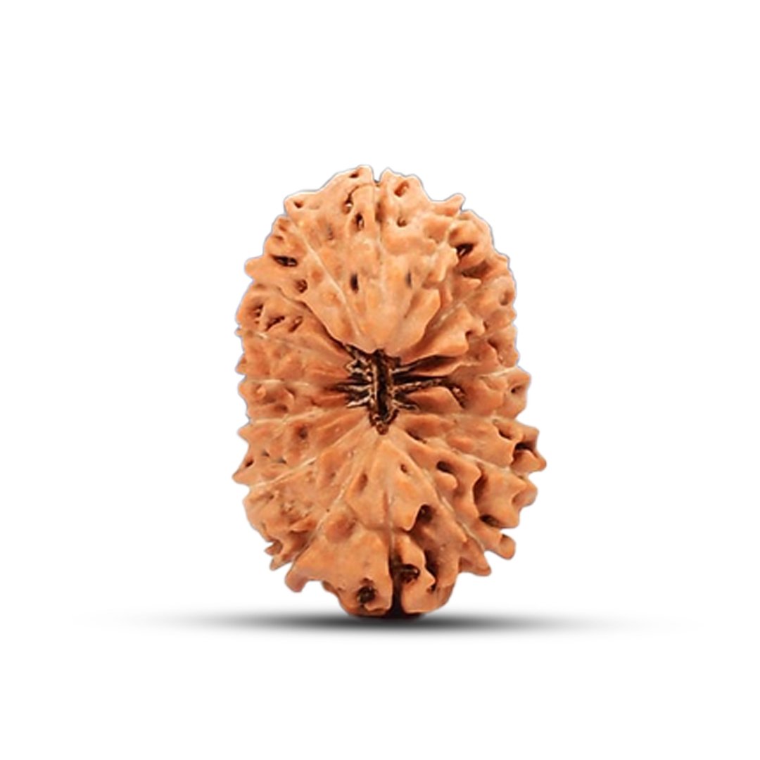 "16 Mukhi Rudraksha from Indonesia – The sacred Mahamrityunjaya bead symbolizing Lord Shiva’s divine protection, fearlessness, and victory over obstacles."