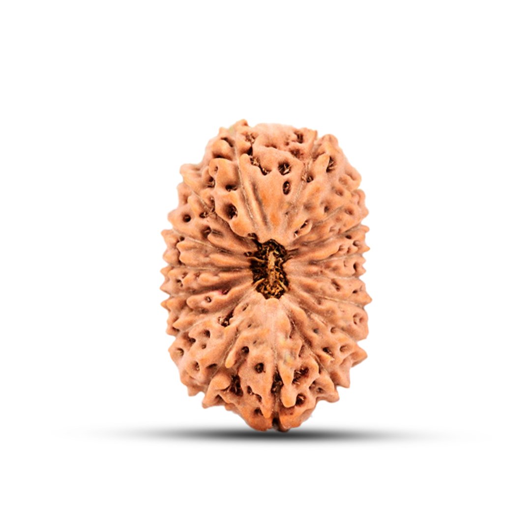 "16 Mukhi Rudraksha from Indonesia – The sacred Mahamrityunjaya bead symbolizing Lord Shiva’s divine protection, fearlessness, and victory over obstacles."