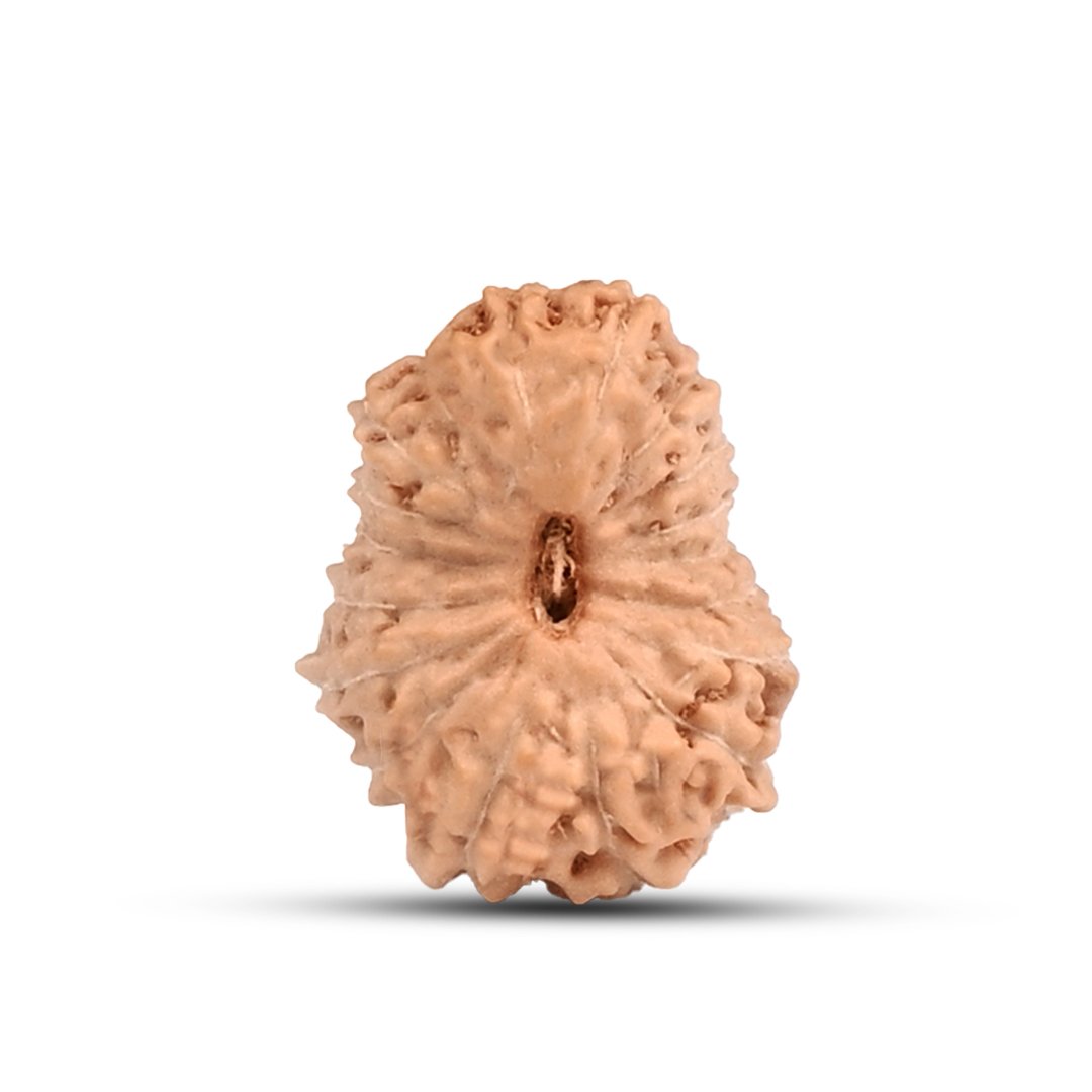 "18 Mukhi Rudraksha from Indonesia – A sacred bead blessed by Goddess Bhumi Devi, known for attracting wealth, stability, and protection from financial losses."