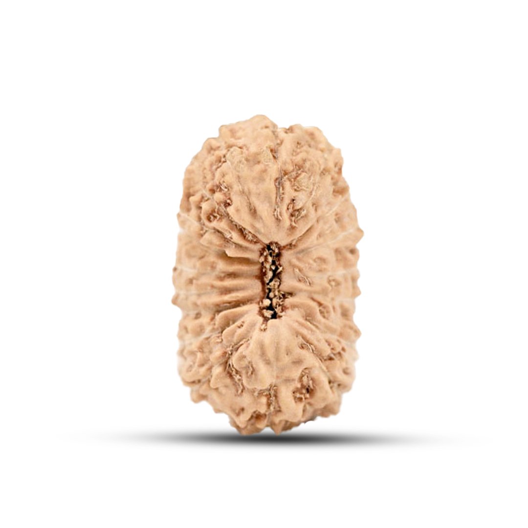"18 Mukhi Rudraksha from Indonesia – A sacred bead blessed by Goddess Bhumi Devi, known for attracting wealth, stability, and protection from financial losses."