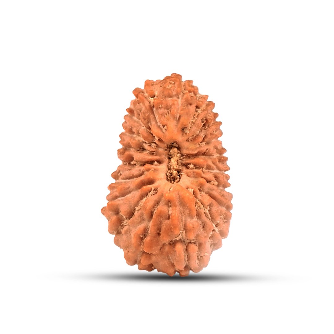 "19 Mukhi Rudraksha from Indonesia – A powerful bead representing Lord Narayana, known for bestowing prosperity, success, and fulfillment of desires."