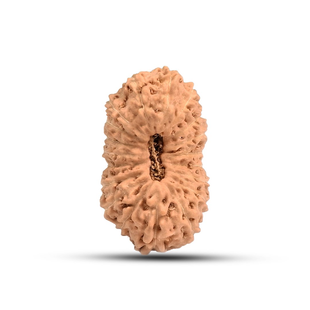 "19 Mukhi Rudraksha from Indonesia – A powerful bead representing Lord Narayana, known for bestowing prosperity, success, and fulfillment of desires."