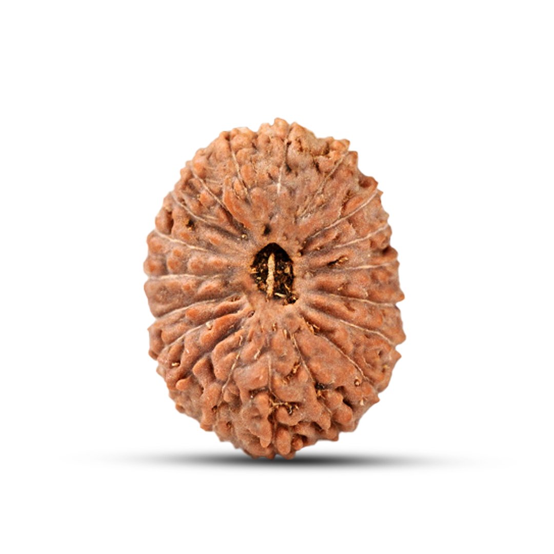 "19 Mukhi Rudraksha from Indonesia – A powerful bead representing Lord Narayana, known for bestowing prosperity, success, and fulfillment of desires."