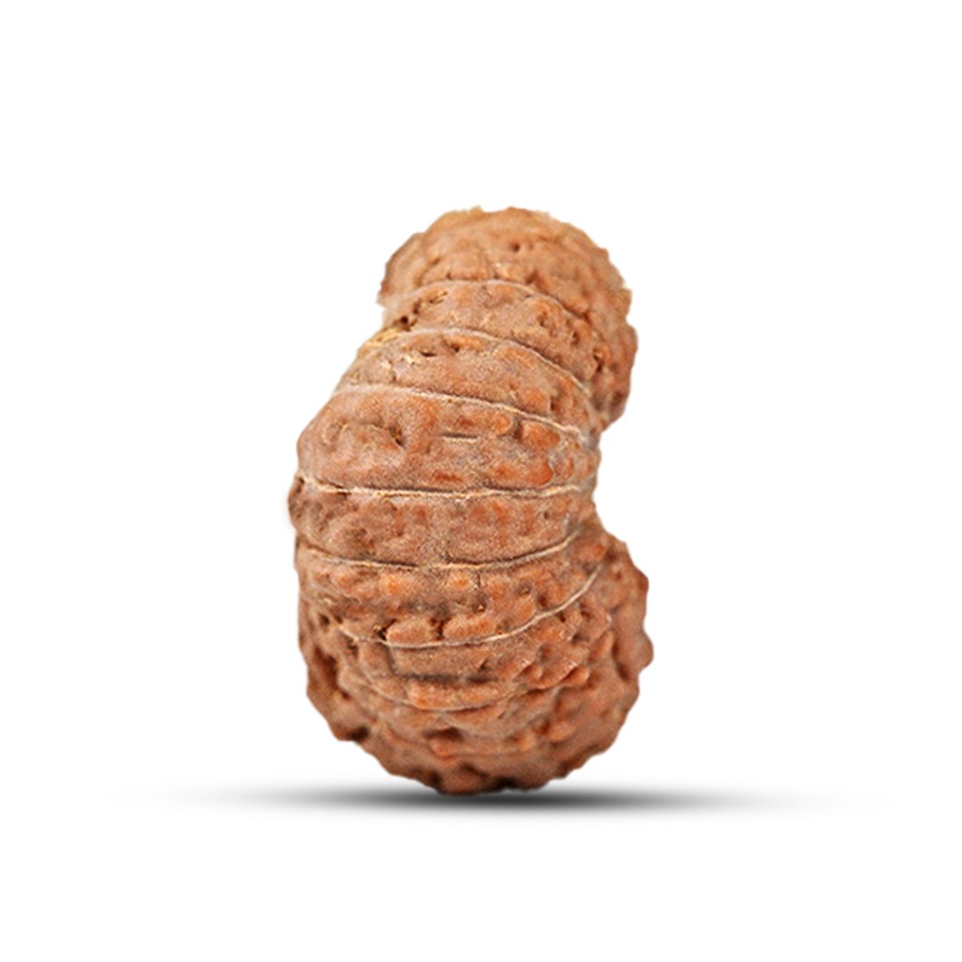 "19 Mukhi Rudraksha from Indonesia – A powerful bead representing Lord Narayana, known for bestowing prosperity, success, and fulfillment of desires."
