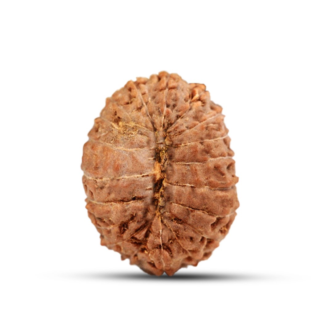"19 Mukhi Rudraksha from Indonesia – A powerful bead representing Lord Narayana, known for bestowing prosperity, success, and fulfillment of desires."