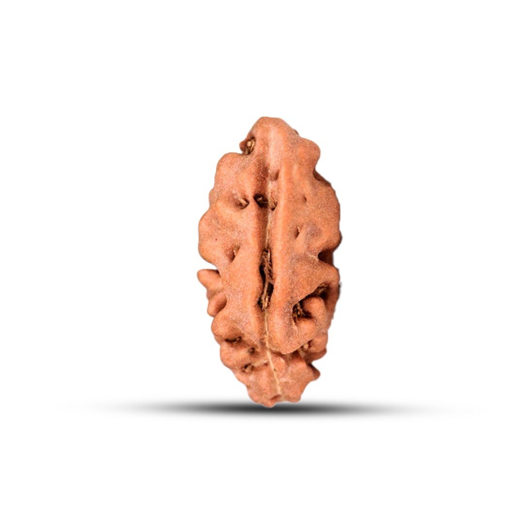 "1 Mukhi Rudraksha from Indonesia – A rare and sacred bead symbolizing spiritual enlightenment, prosperity, and divine blessings."