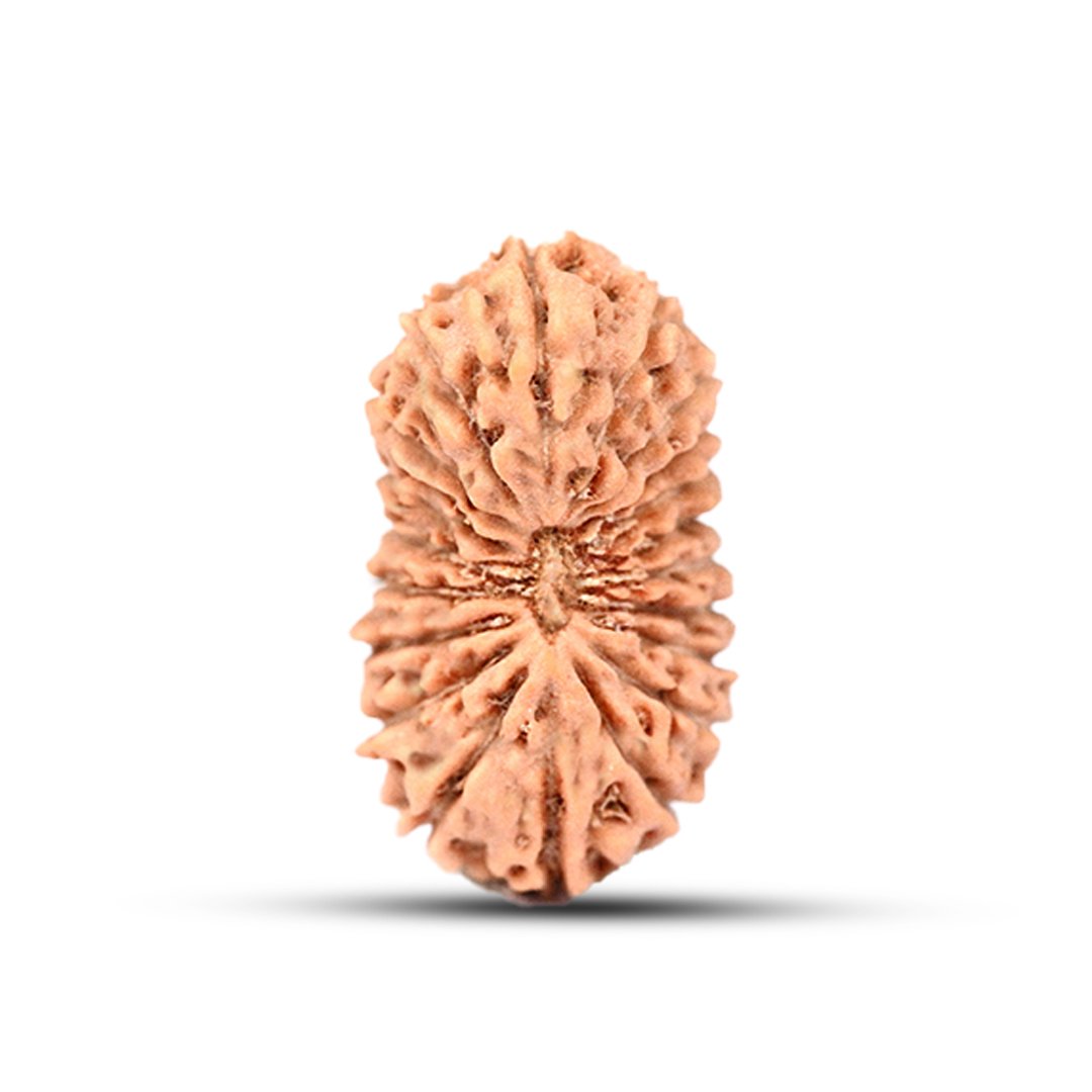 "20 Mukhi Rudraksha from Indonesia – A rare and powerful bead symbolizing divine wisdom, cosmic energy, and supreme knowledge."