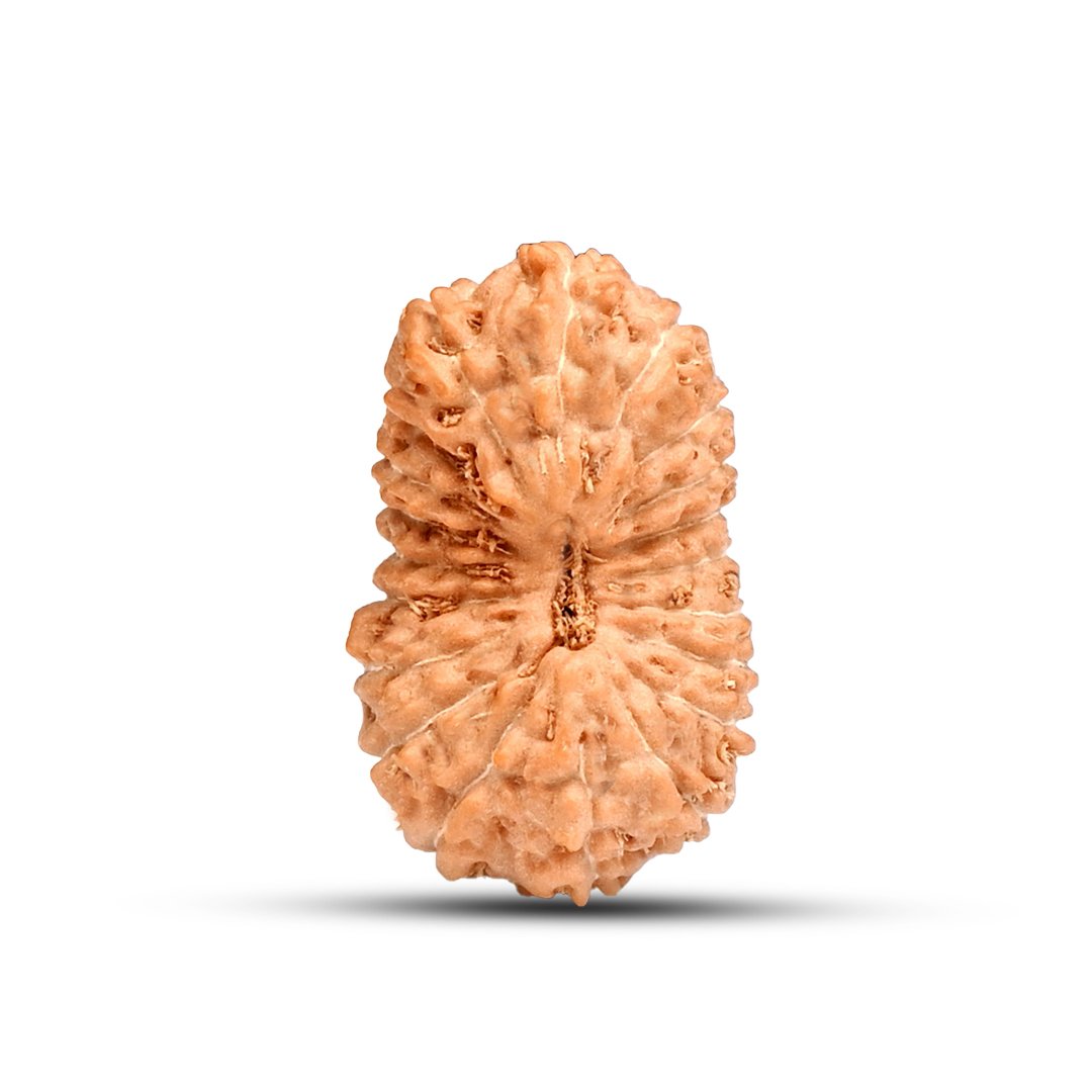 "20 Mukhi Rudraksha from Indonesia – A rare and powerful bead symbolizing divine wisdom, cosmic energy, and supreme knowledge."