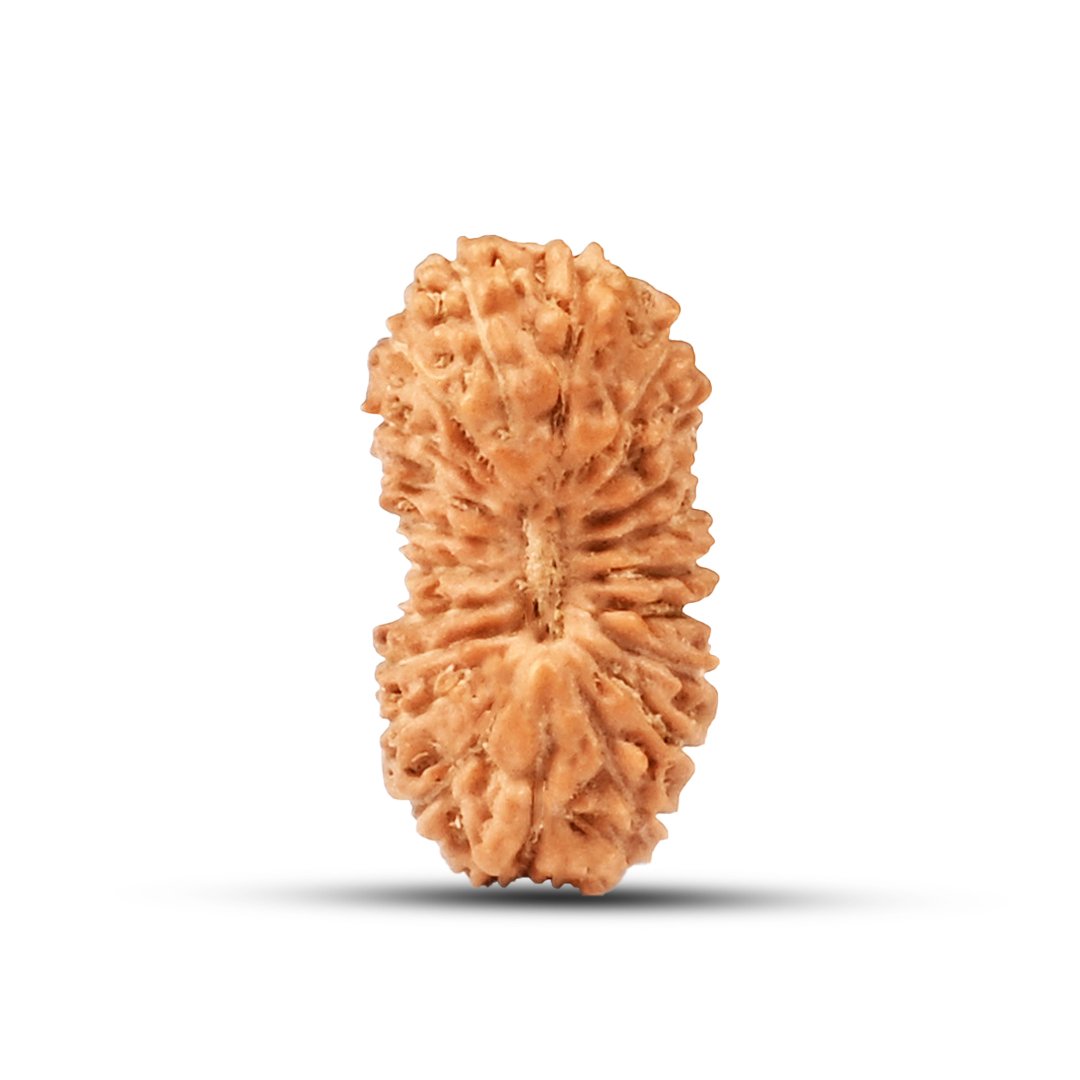 "21 Mukhi Rudraksha from Indonesia – A divine and rare bead symbolizing immense prosperity, protection, and spiritual mastery."