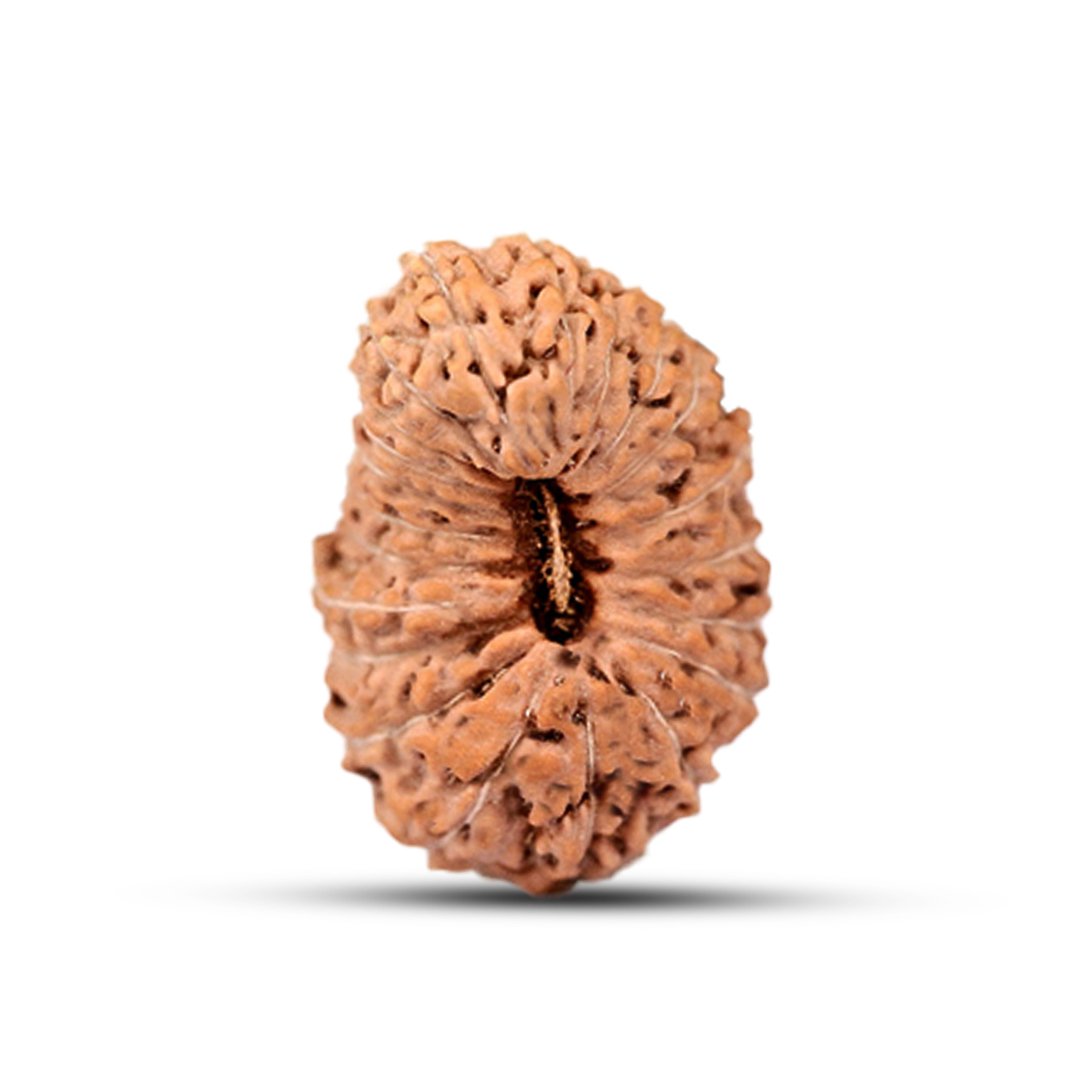 "21 Mukhi Rudraksha from Indonesia – A divine and rare bead symbolizing immense prosperity, protection, and spiritual mastery."