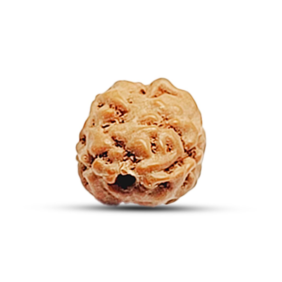 "2 Mukhi Rudraksha from Indonesia – A divine bead representing the sacred union of Lord Shiva and Goddess Parvati, bringing harmony, love, and emotional balance."