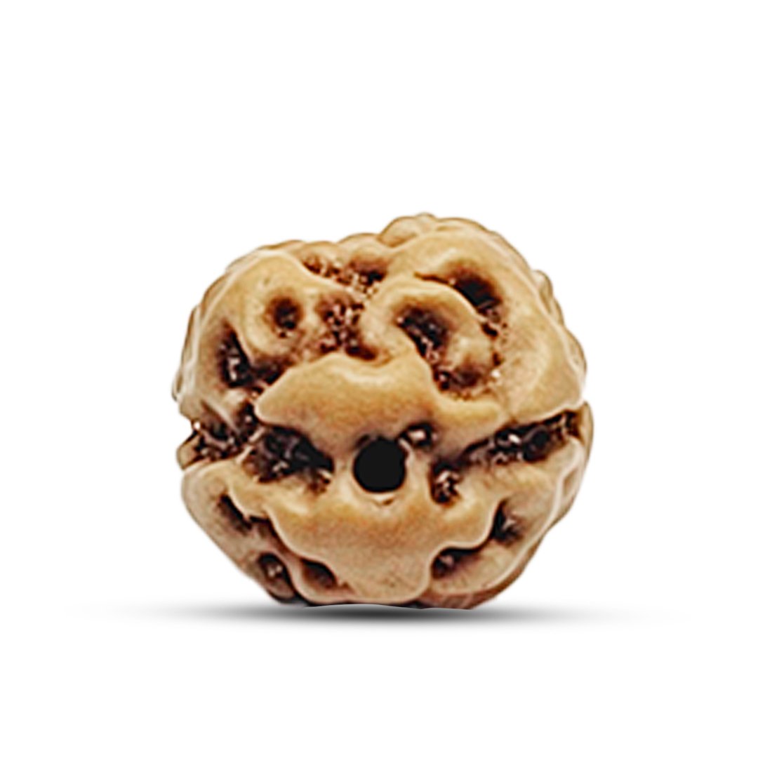 "2 Mukhi Rudraksha from Indonesia – A divine bead representing the sacred union of Lord Shiva and Goddess Parvati, bringing harmony, love, and emotional balance."