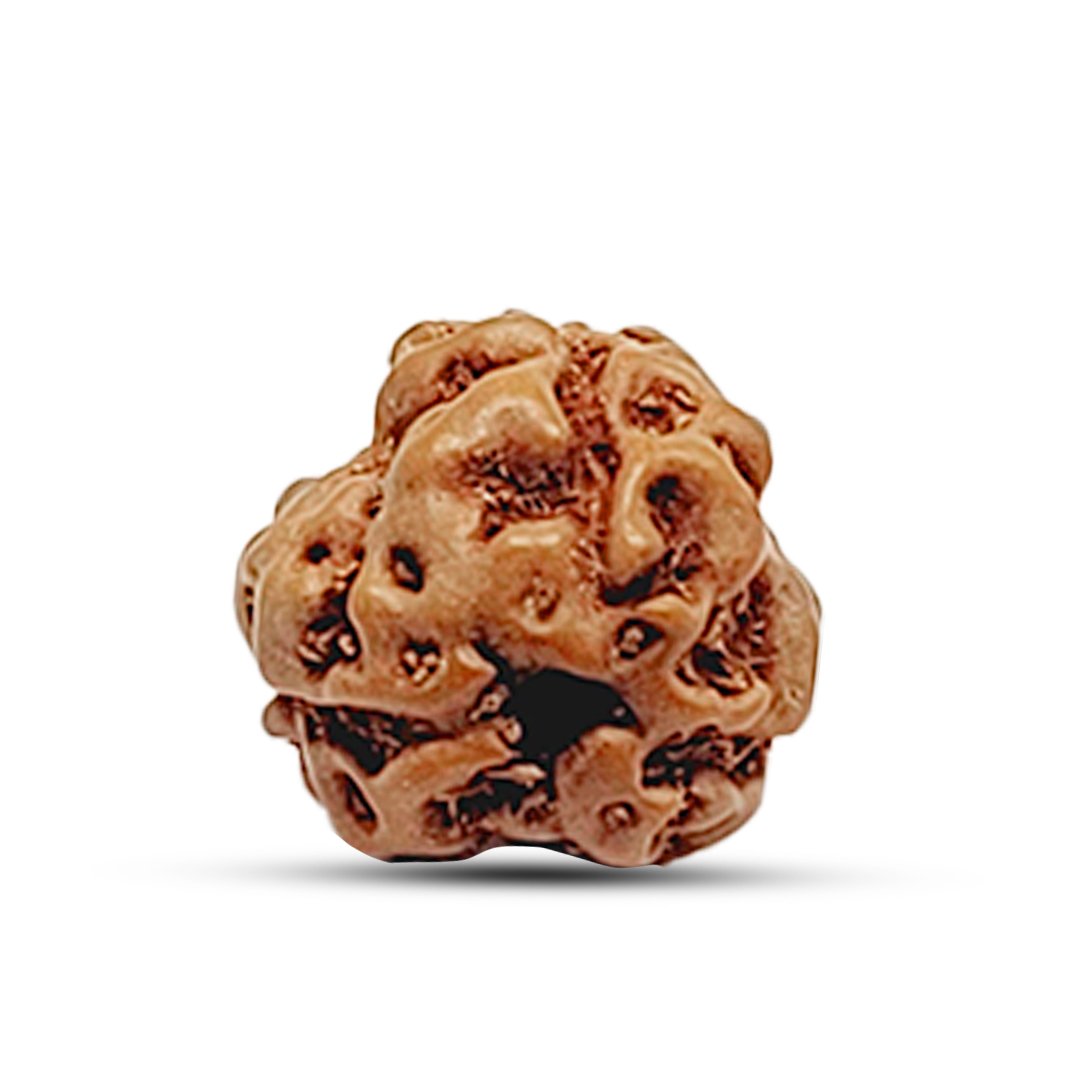 "3 Mukhi Rudraksha Mala from Indonesia – A powerful spiritual tool symbolizing purity, strength, and self-transformation."