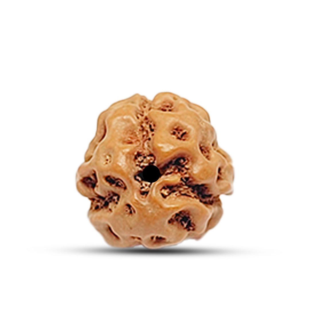 "3 Mukhi Rudraksha Mala from Indonesia – A powerful spiritual tool symbolizing purity, strength, and self-transformation."