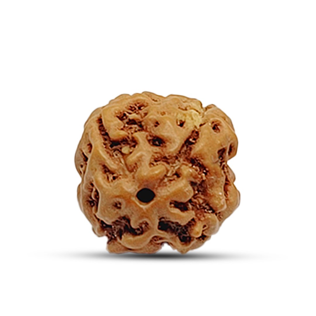 "4 Mukhi Rudraksha from Indonesia – A sacred bead representing wisdom, creativity, and enhanced communication skills."