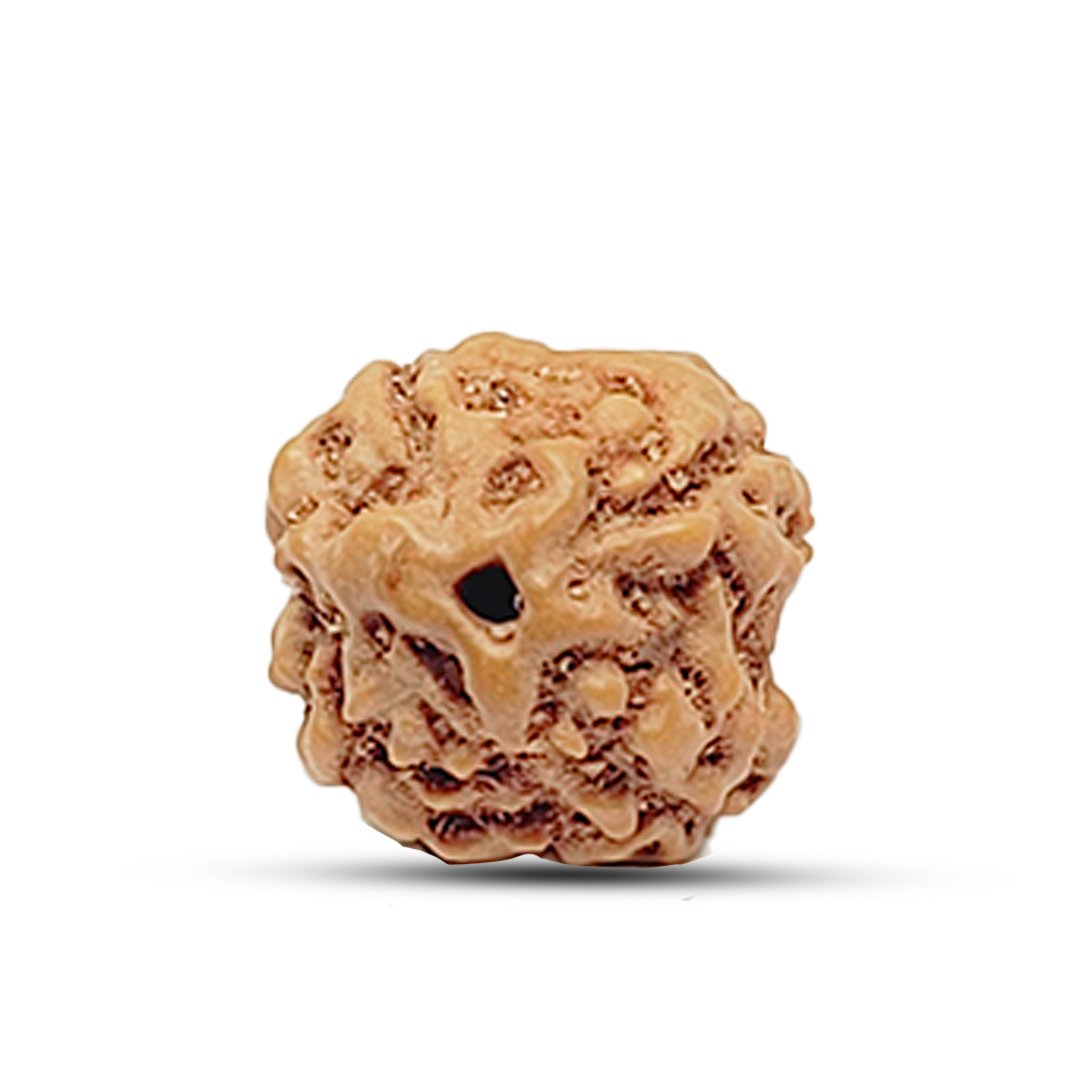 "4 Mukhi Rudraksha from Indonesia – A sacred bead representing wisdom, creativity, and enhanced communication skills."