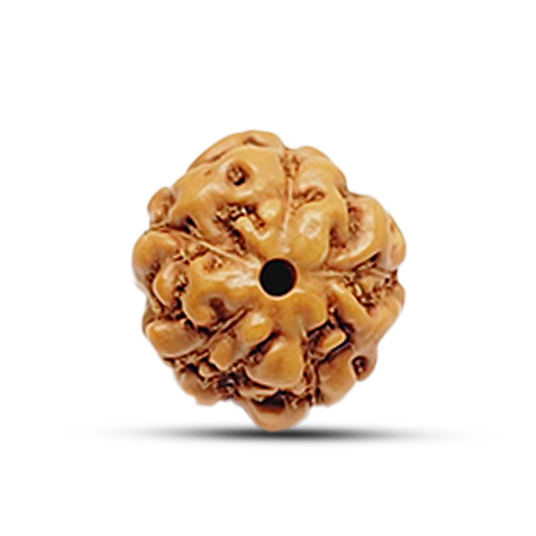 "5 Mukhi Rudraksha from Indonesia – A powerful bead for peace, well-being, and spiritual upliftment."