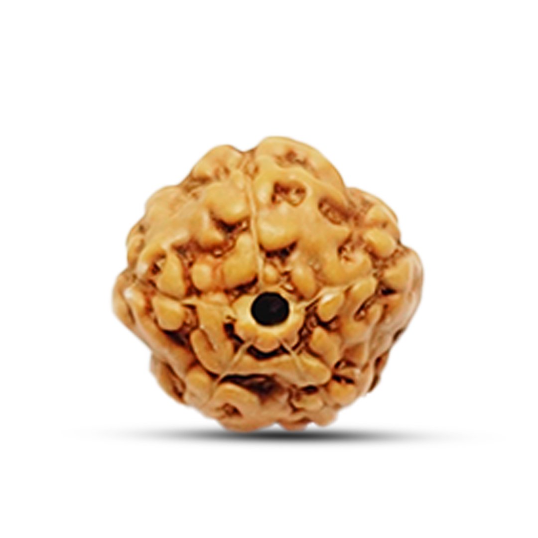 "5 Mukhi Rudraksha from Indonesia – A powerful bead for peace, well-being, and spiritual upliftment."