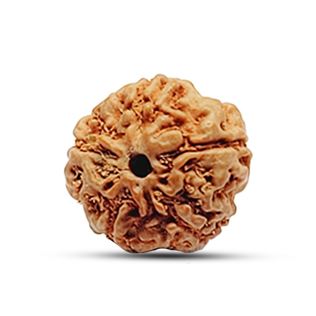 "5 Mukhi Rudraksha from Indonesia – A powerful bead for peace, well-being, and spiritual upliftment."