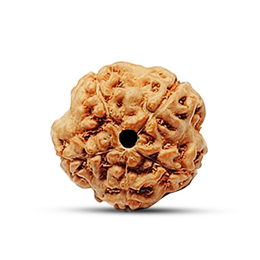 "5 Mukhi Rudraksha from Indonesia – A powerful bead for peace, well-being, and spiritual upliftment."