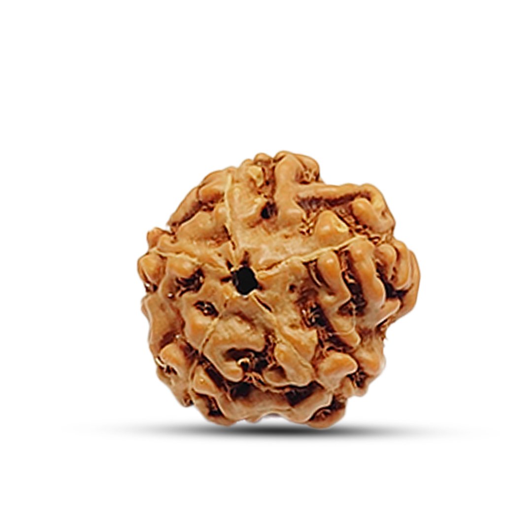 "5 Mukhi Rudraksha from Indonesia – A powerful bead for peace, well-being, and spiritual upliftment."