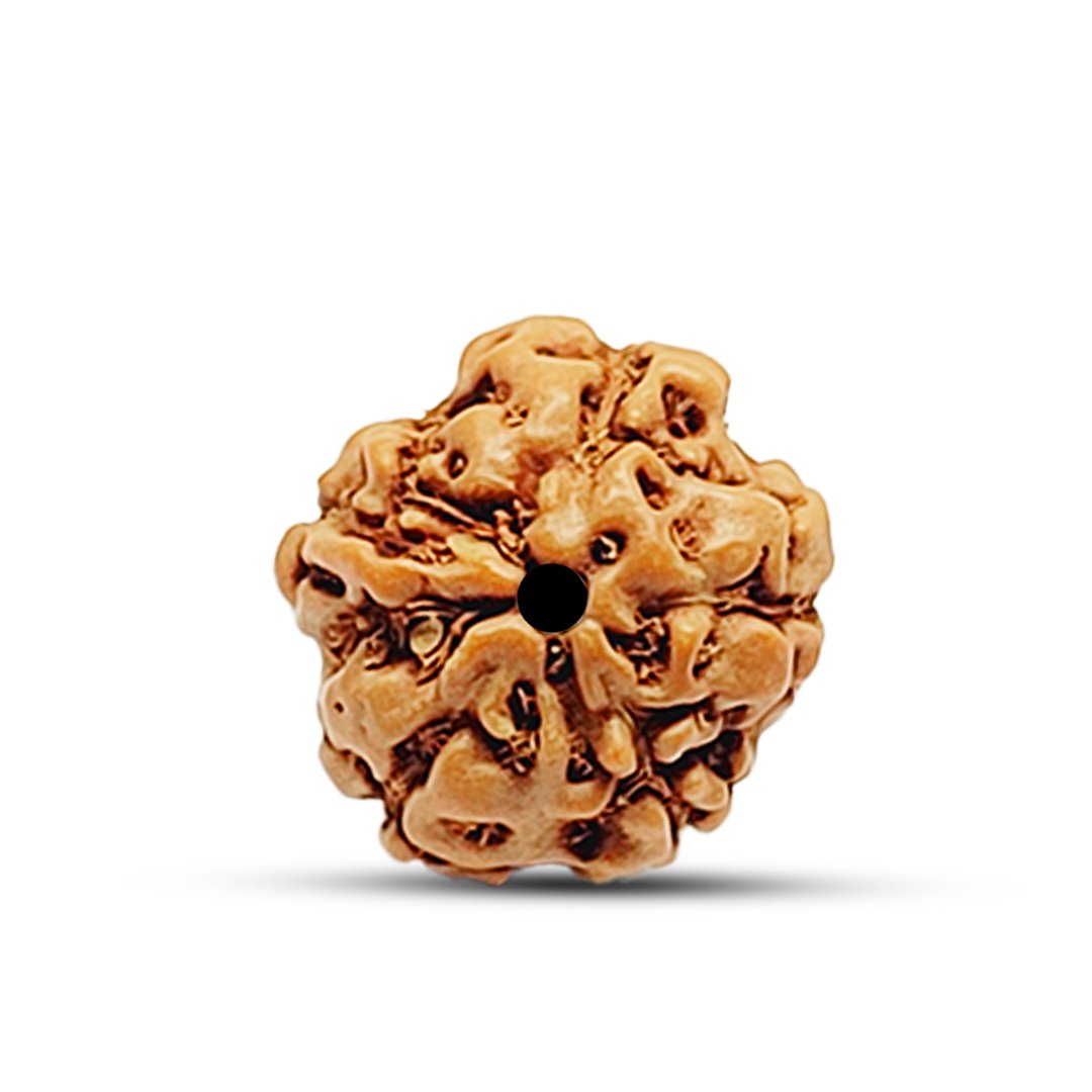 "5 Mukhi Rudraksha from Indonesia – A powerful bead for peace, well-being, and spiritual upliftment."