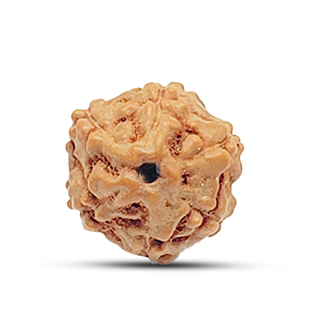 "6 Mukhi Rudraksha from Indonesia – A powerful bead for strength, wisdom, and emotional balance."