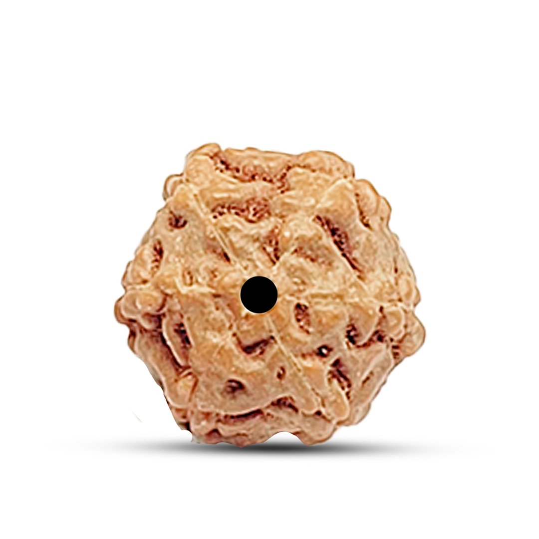 "6 Mukhi Rudraksha from Indonesia – A powerful bead for strength, wisdom, and emotional balance."