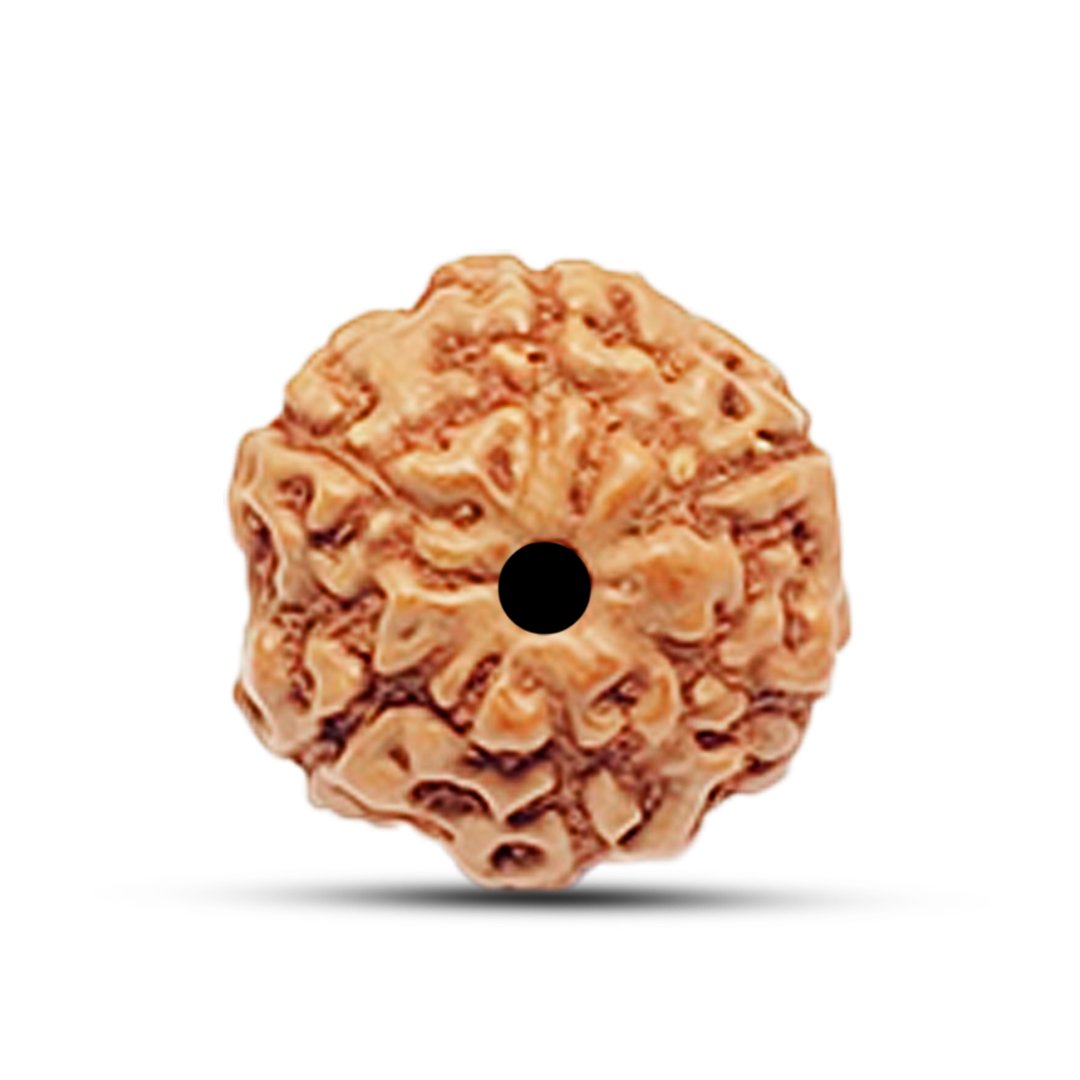 "6 Mukhi Rudraksha from Indonesia – A powerful bead for strength, wisdom, and emotional balance."
