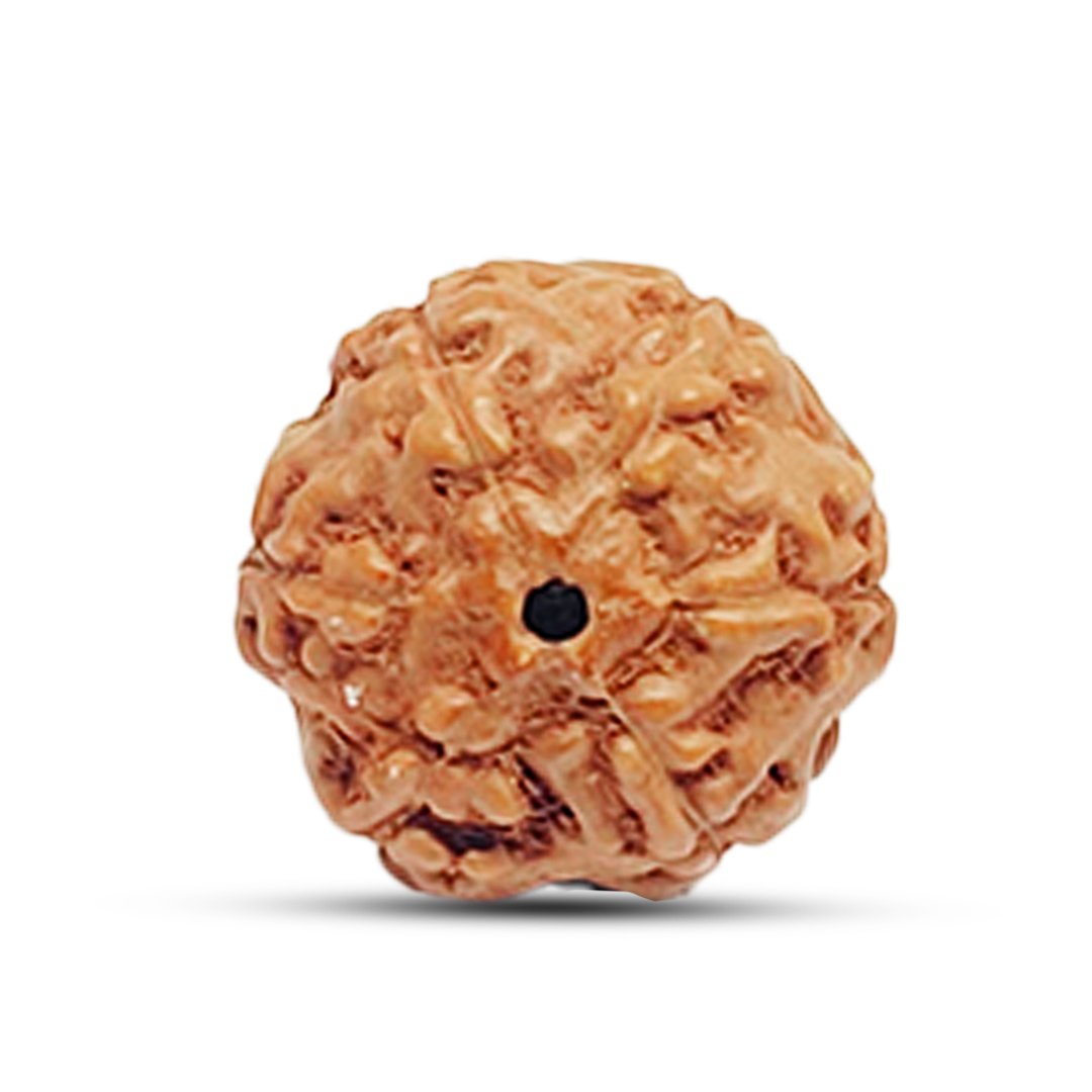 "6 Mukhi Rudraksha from Indonesia – A powerful bead for strength, wisdom, and emotional balance."