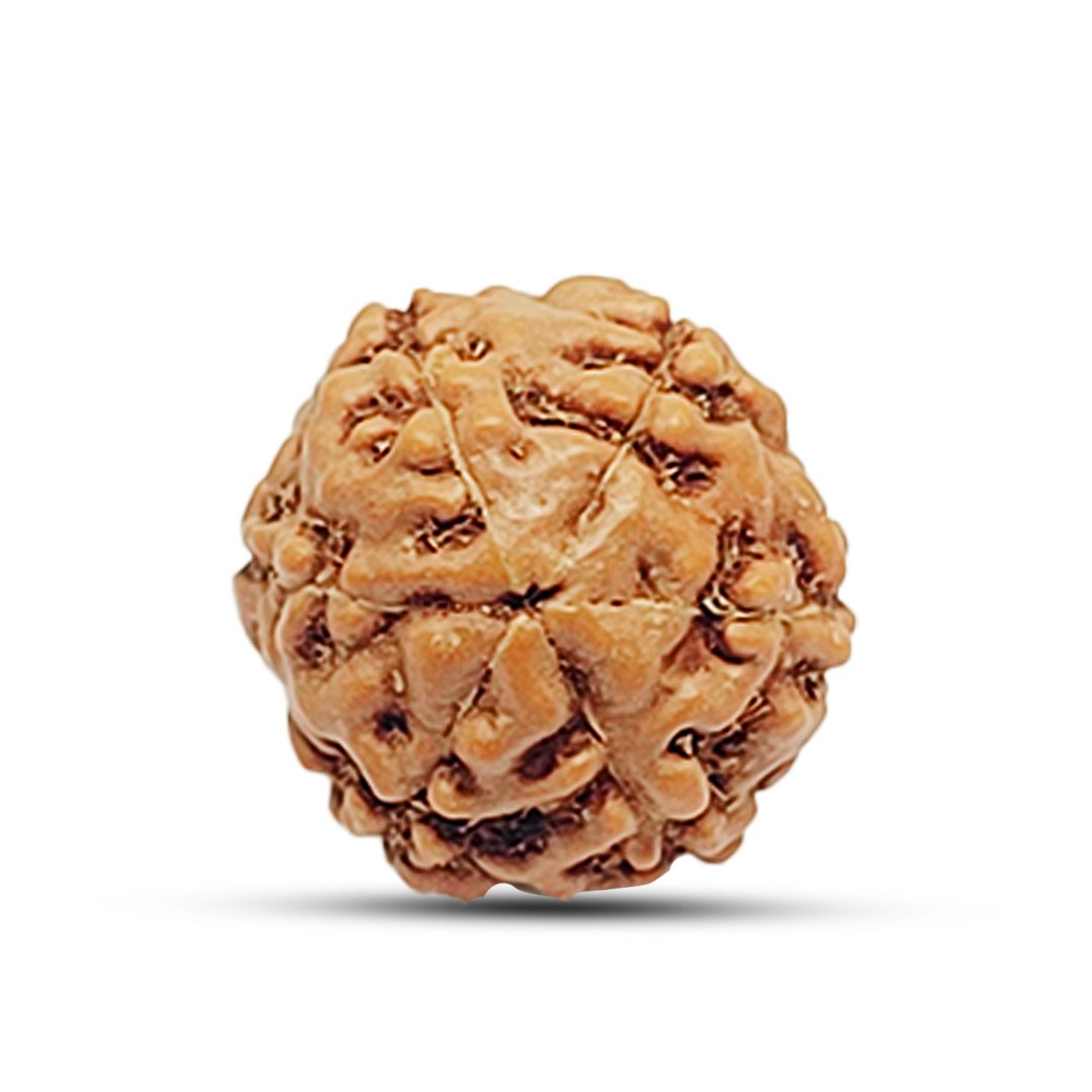 "6 Mukhi Rudraksha from Indonesia – A powerful bead for strength, wisdom, and emotional balance."