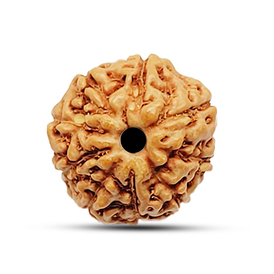 A close-up of an authentic 9 Mukhi Rudraksha Mala from Indonesia, showcasing its natural texture and bead arrangement.