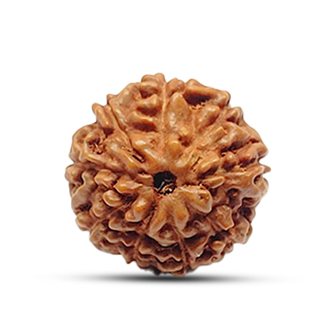 A close-up of an authentic 9 Mukhi Rudraksha Mala from Indonesia, showcasing its natural texture and bead arrangement.