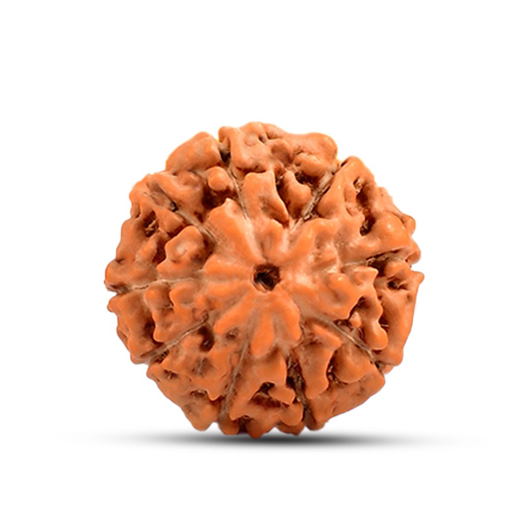 A close-up of an authentic 9 Mukhi Rudraksha Mala from Indonesia, showcasing its natural texture and bead arrangement.