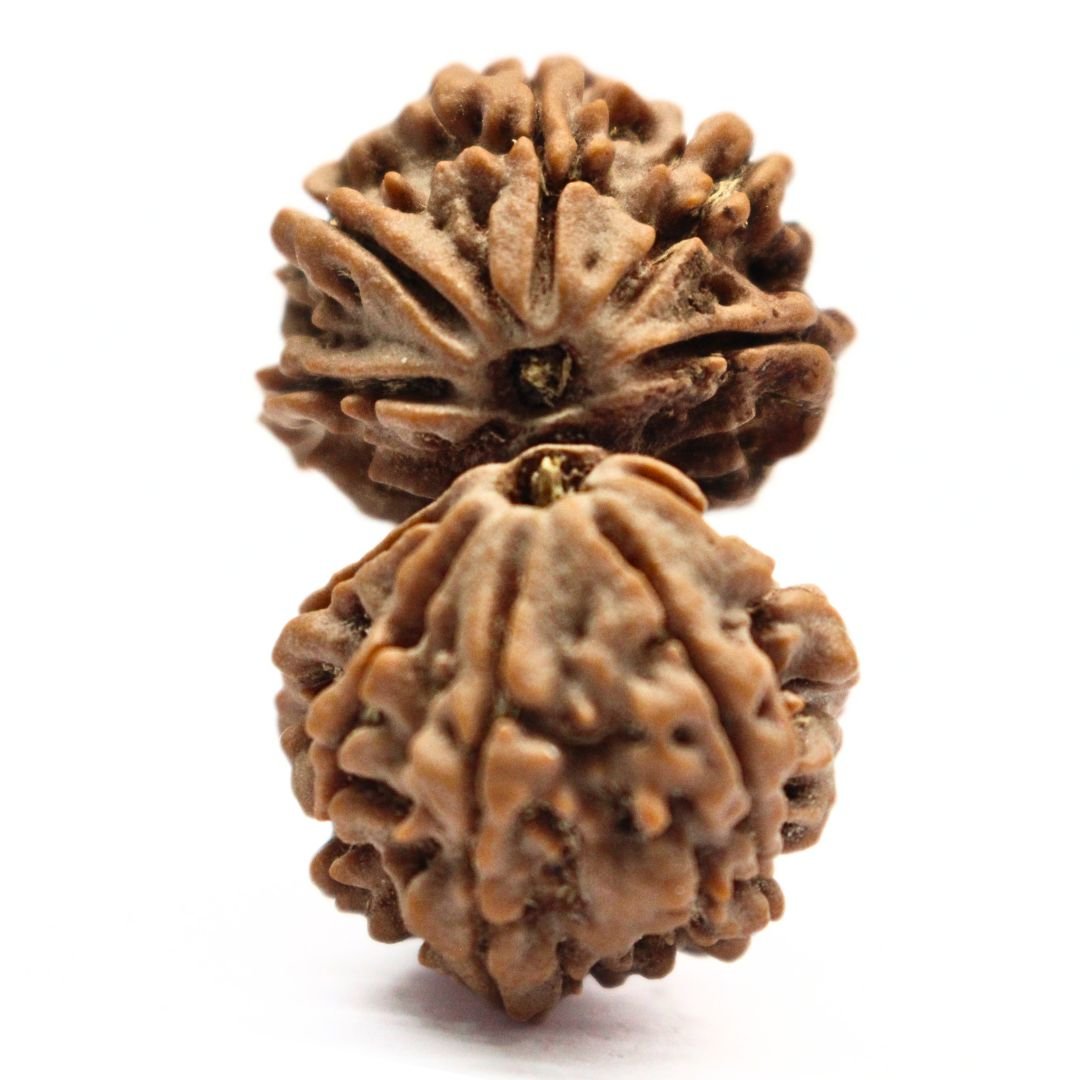 Gauri Shankar Rudraksha from Nepal - 35mm - The Bead of Divine Union, Love & Harmony | Certified | Rudrastu