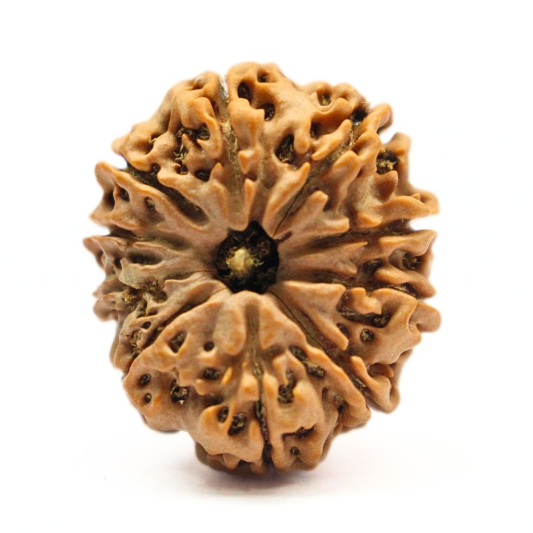 10 Mukhi Rudraksha from Nepal - 28mm - I - Divine Shield of Lord Vishnu | Certified & Energized | Rudrastu