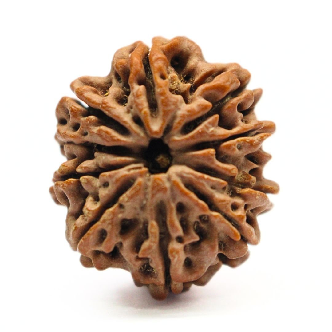 10 Mukhi Rudraksha from Nepal - 28mm - II - Divine Shield of Lord Vishnu | Certified & Energized | Rudrastu
