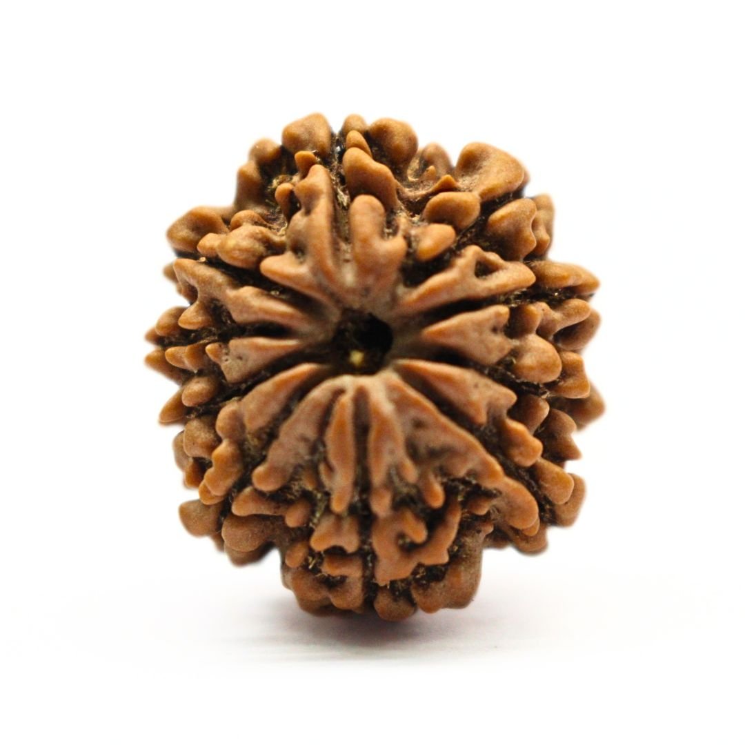 10 Mukhi Rudraksha from Nepal - 25mm - Divine Shield of Lord Vishnu | Certified & Energized | Rudrastu